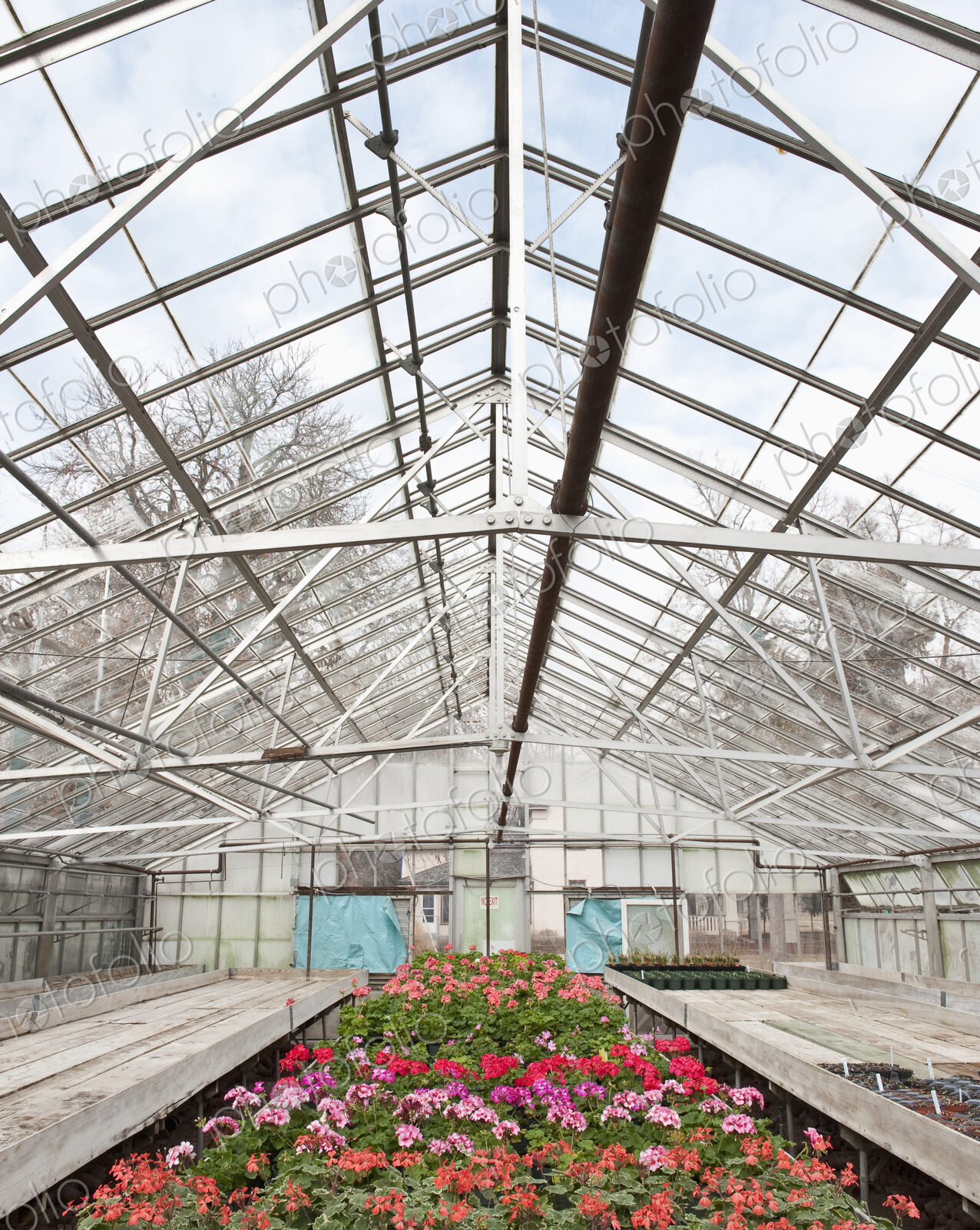 Colorful Geraniums in a Greenhouse