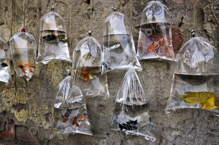 Colorful fish for sale hanging in plastic bags of water at a market in Kolkata.