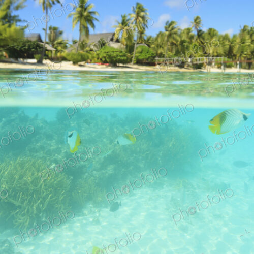 Colorful fish swimming in tropical water Colorful fish swimming in tropical water