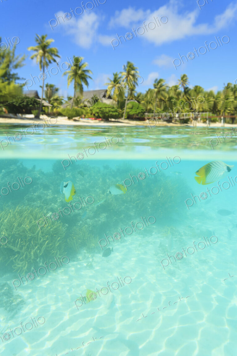 Colorful fish swimming in tropical water