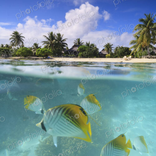 Colorful fish swimming in tropical water, Bora Bora, French Polynesia Colorful fish swimming in tropical water, Bora Bora, French Polynesia