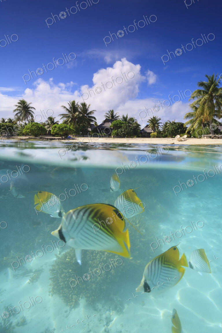 Colorful fish swimming in tropical water, Bora Bora, French Polynesia