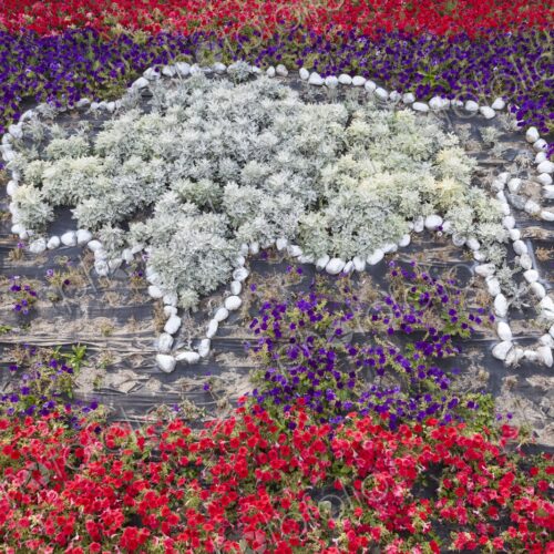 Colorful floral display in Greybull, Wyoming, featuring a bison silhouette created… Colorful floral display in Greybull, Wyoming, featuring a bison silhouette created…