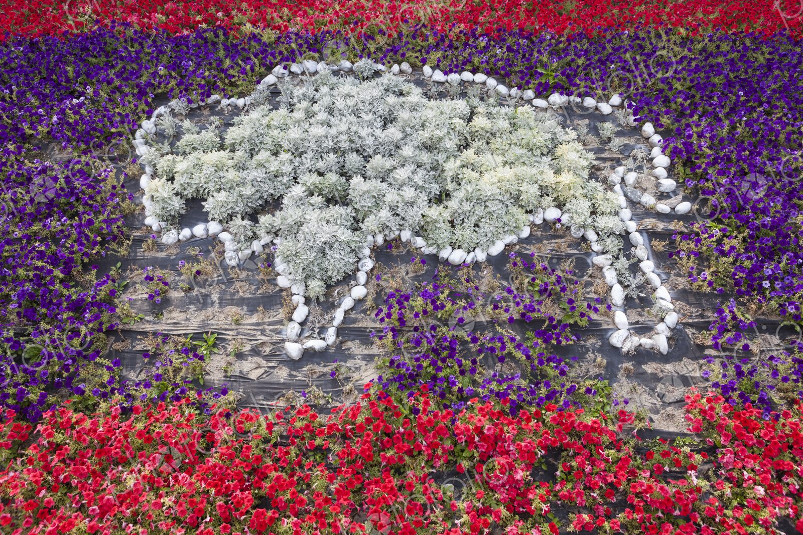 Colorful floral display in Greybull, Wyoming, featuring a bison silhouette created…