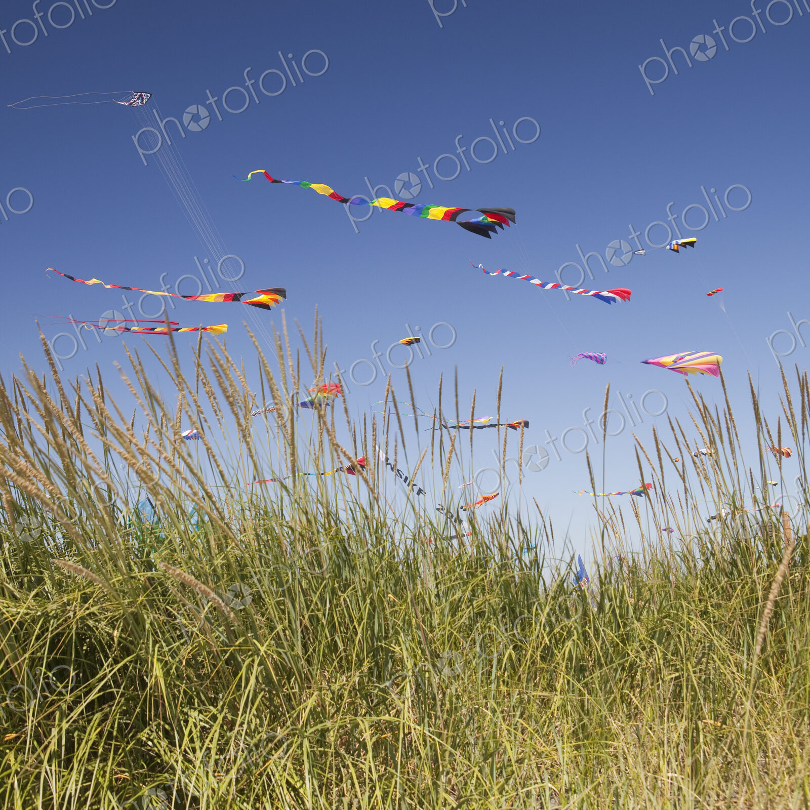 Colorful kites flying in a breeze.