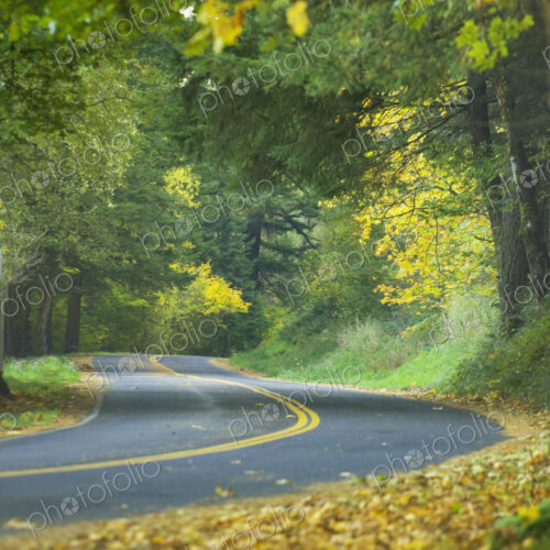 Columbia River Highway, a curve in the road, lush trees and autumn foliage.