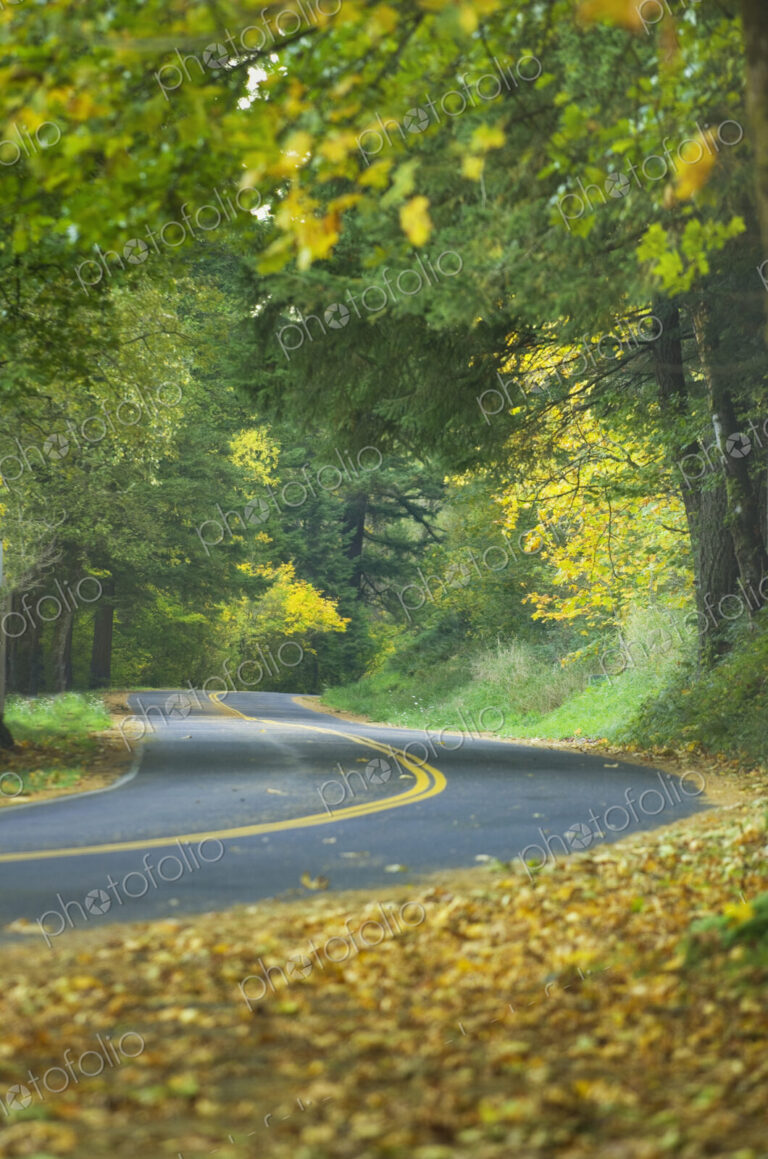 Columbia River Highway, a curve in the road, lush trees and autumn foliage.