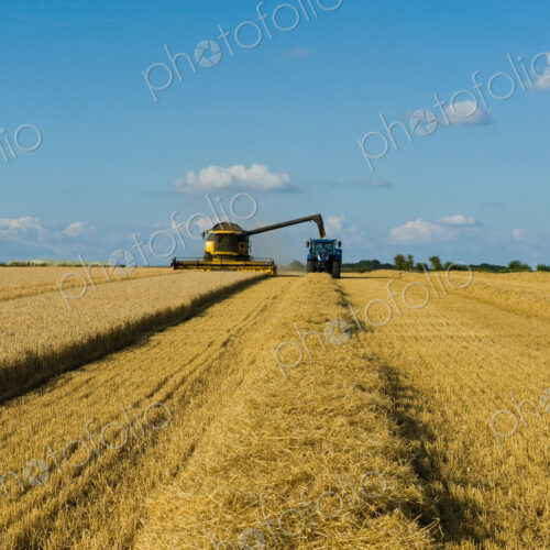 Combine harvester and tractor harvesting a crop in a field in summer.