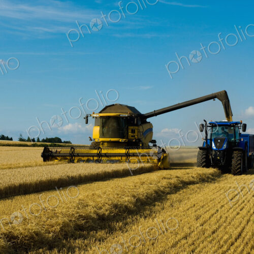 Combine harvester and tractor harvesting a crop in a field in summer.