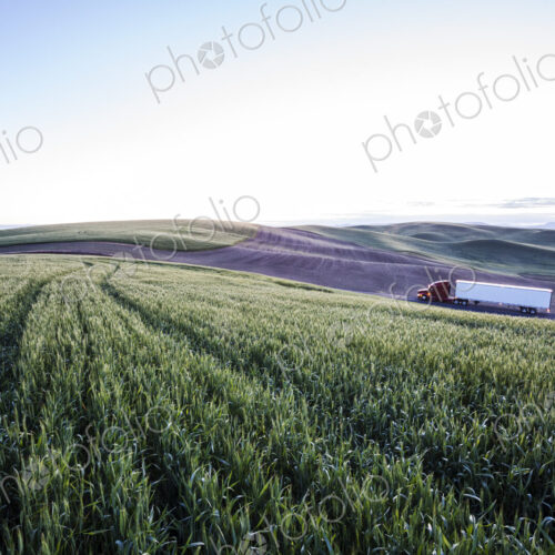Commercial truck driving though wheat fields of eastern Washington, USA at sunset. Commercial truck driving though wheat fields of eastern Washington, USA at sunset.
