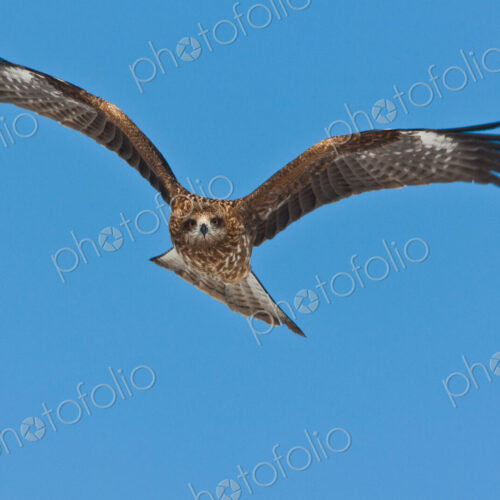 Common buzzard in flight, Hokkaido, Japan Common buzzard in flight, Hokkaido, Japan