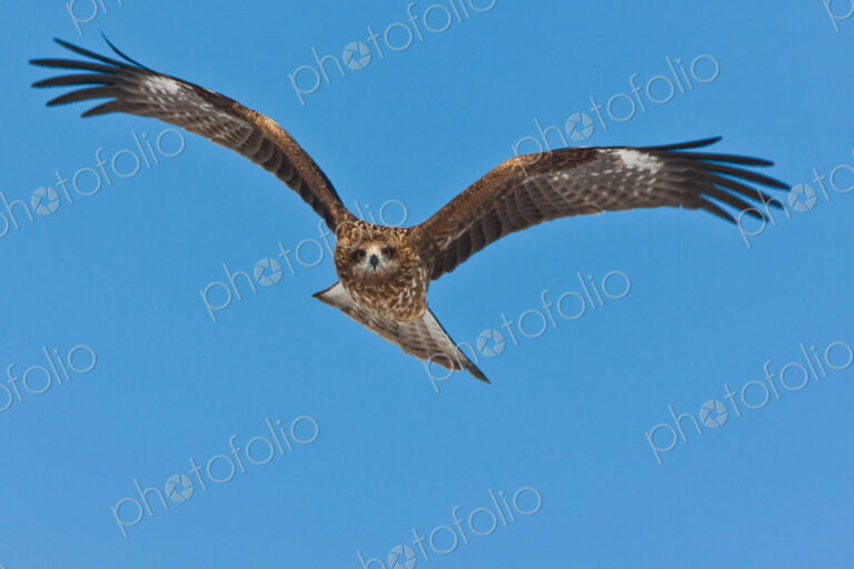 Common buzzard in flight, Hokkaido, Japan
