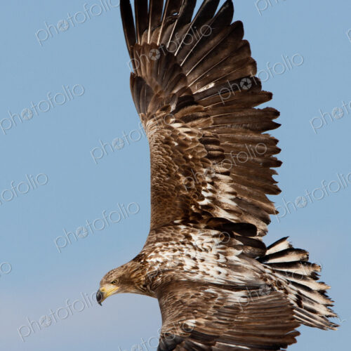 Common buzzard in flight, Hokkaido, Japan Common buzzard in flight, Hokkaido, Japan