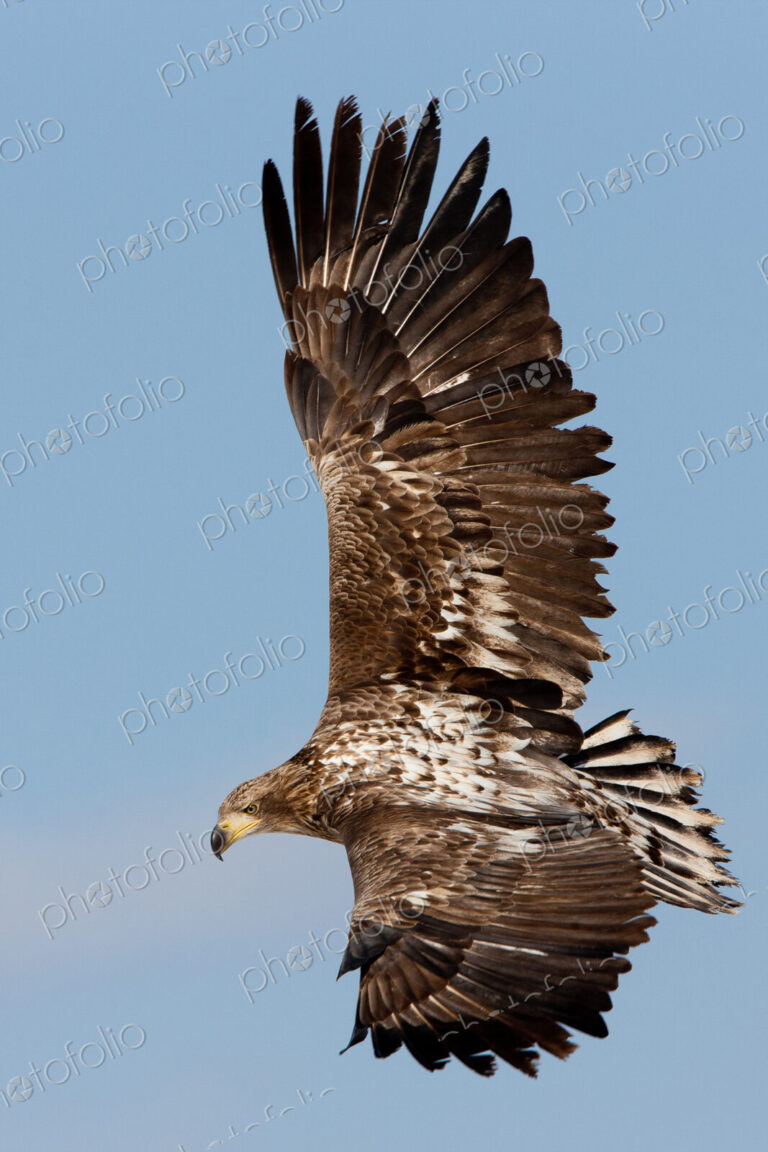 Common buzzard in flight, Hokkaido, Japan