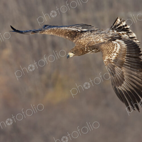 Common buzzard in flight, Hokkaido, Japan Common buzzard in flight, Hokkaido, Japan