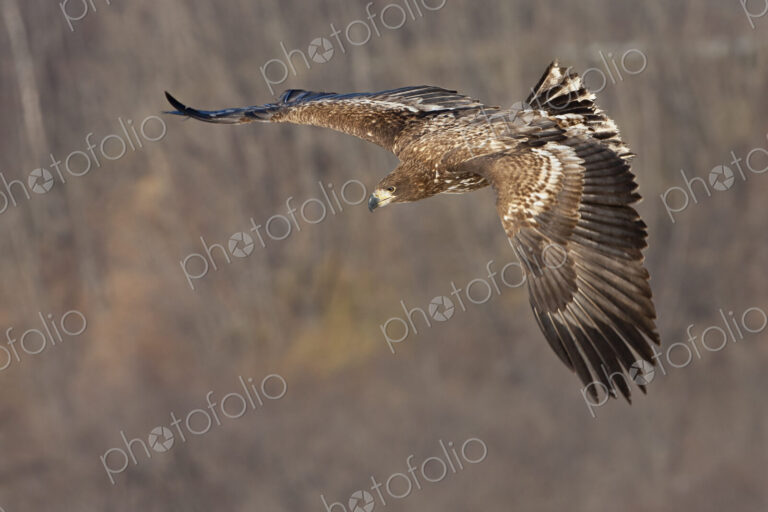 Common buzzard in flight, Hokkaido, Japan