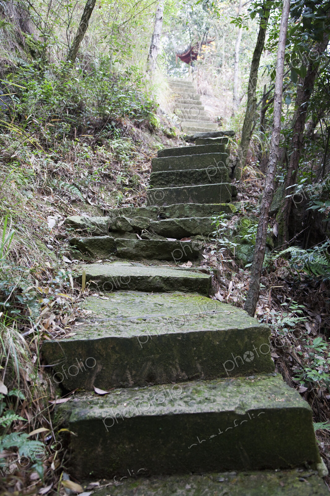 Concrete Stairs in the Woods