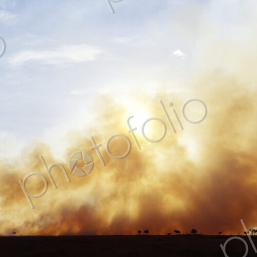 Controlled Burn Masai Mara Game Reserve Controlled Burn Masai Mara Game Reserve