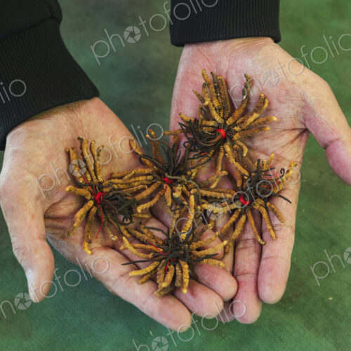 Cordyceps, a unique fusion of caterpillar and fungus when the parasitic fungus…