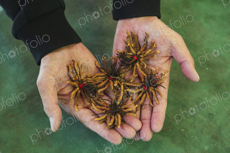 Cordyceps, a unique fusion of caterpillar and fungus when the parasitic fungus…