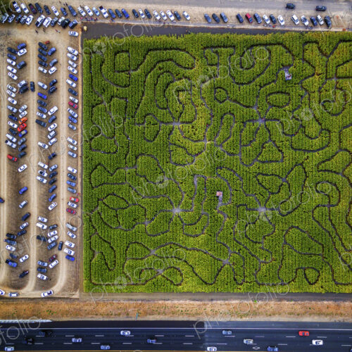 Corn Maze, Petaluma Pumpkin Patch, an aerial view of the maze, hedges and paths. Cars…