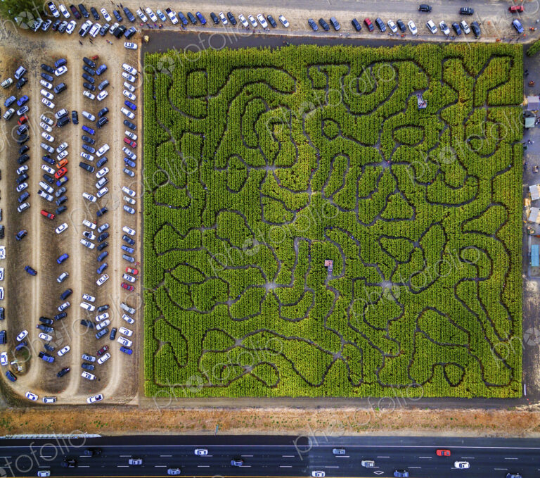 Corn Maze, Petaluma Pumpkin Patch, an aerial view of the maze, hedges and paths. Cars…