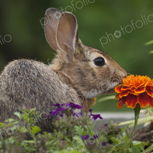 Cottontail Rabbit sitting on a meadow with an orange Marigold flower. Cottontail Rabbit sitting on a meadow with an orange Marigold flower.