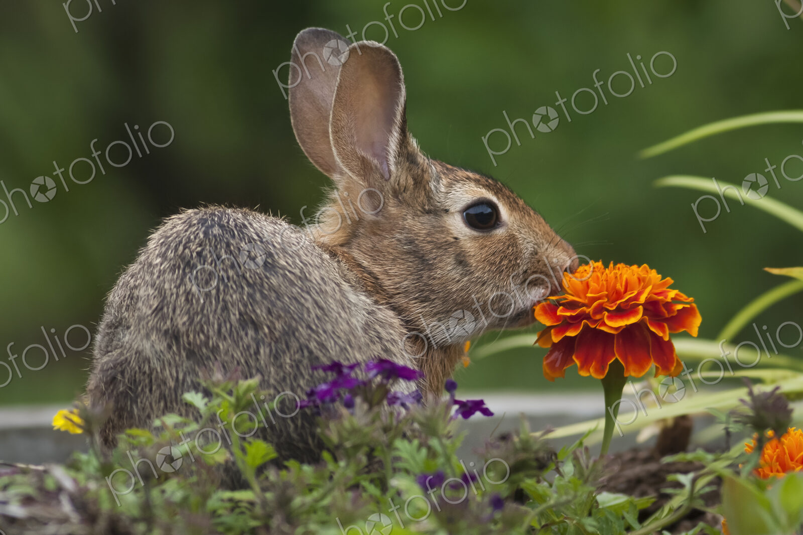 Cottontail Rabbit sitting on a meadow with an orange Marigold flower.