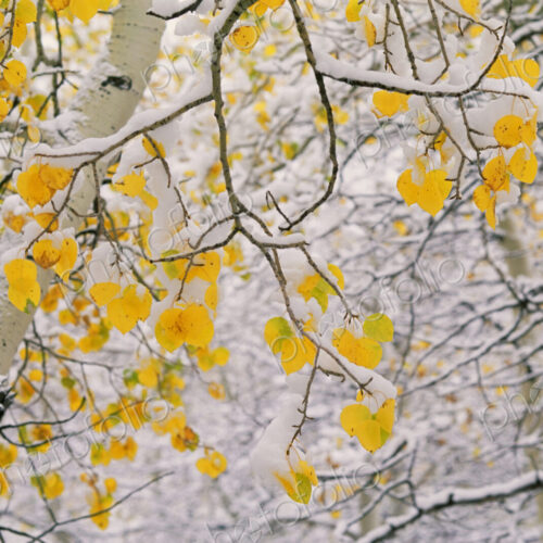 Cottonwood tree branches with yellow autmn foliage.