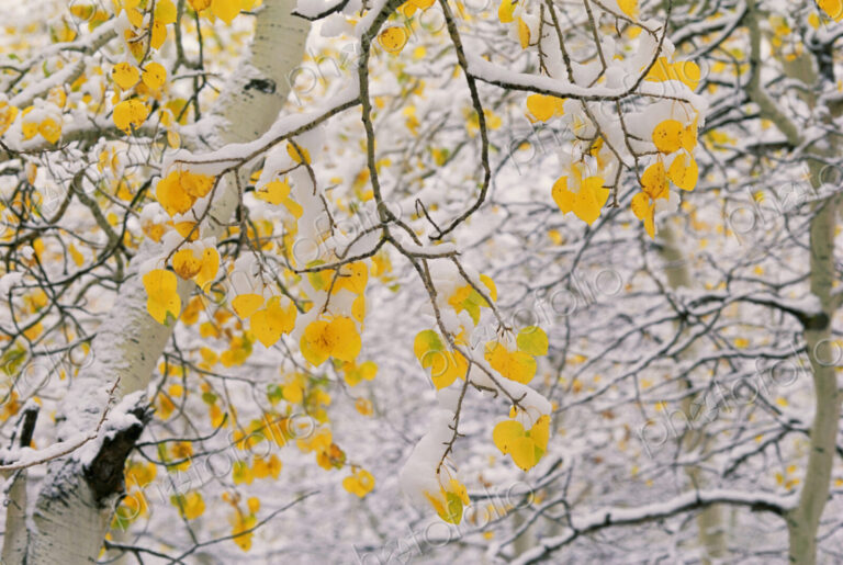 Cottonwood tree branches with yellow autmn foliage.