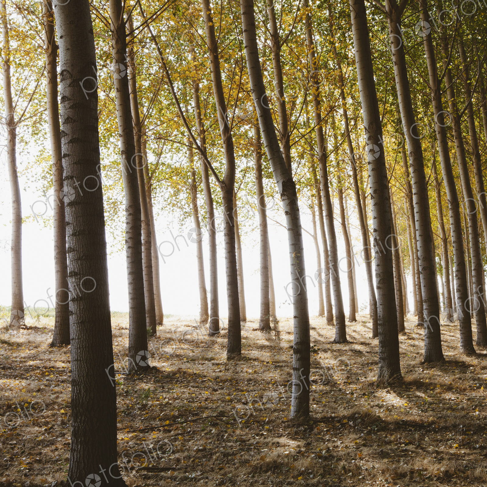 Cottonwood trees planted in ordered rows, casting long shadows on the ground.…