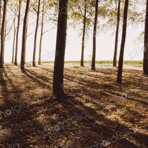 Cottonwood trees planted in ordered rows, casting long shadows on the ground.…