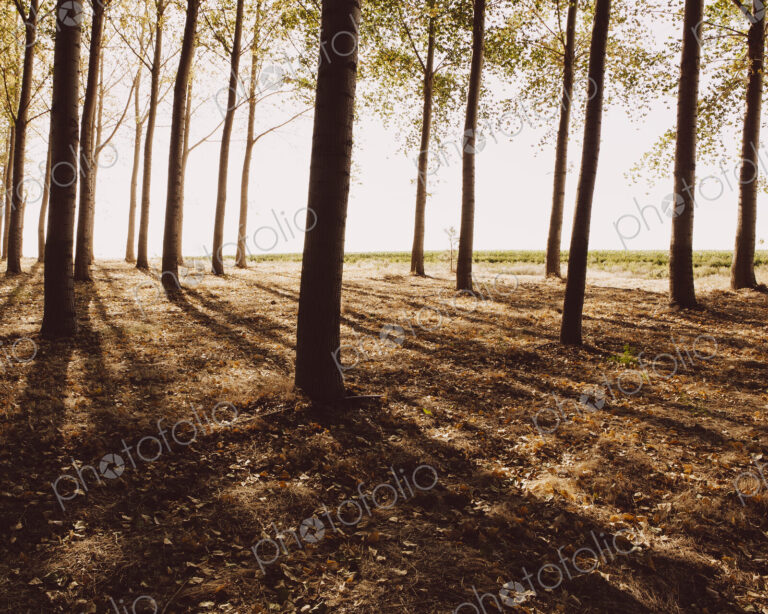 Cottonwood trees planted in ordered rows, casting long shadows on the ground.…