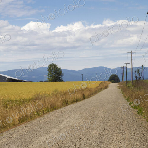 Country Road Along a Wheat Field Country Road Along a Wheat Field