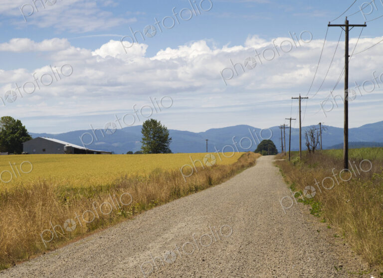 Country Road Along a Wheat Field