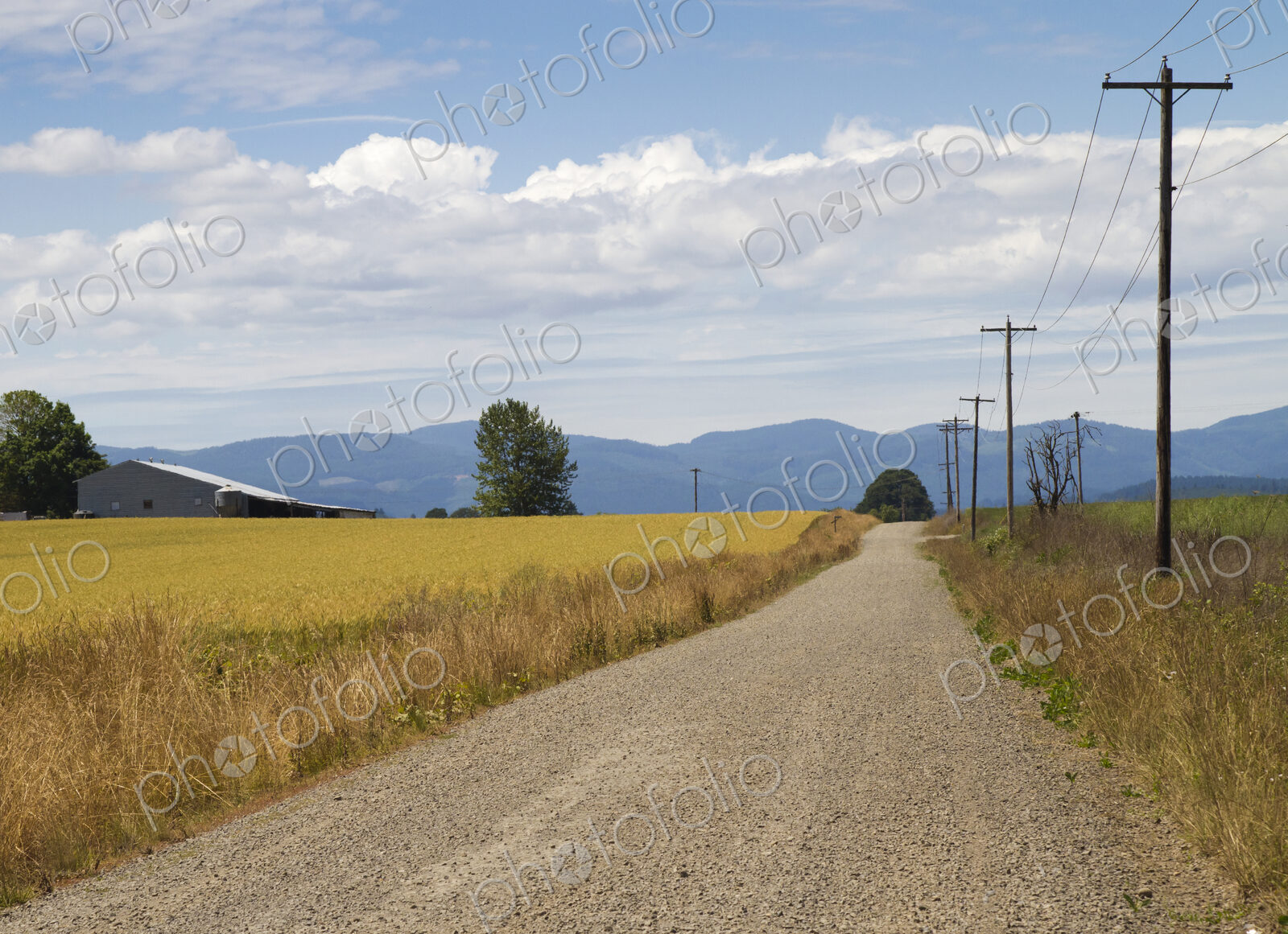 Country Road Along a Wheat Field