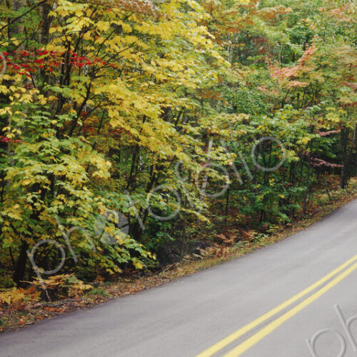 Country Road Through Maine Forest Country Road Through Maine Forest