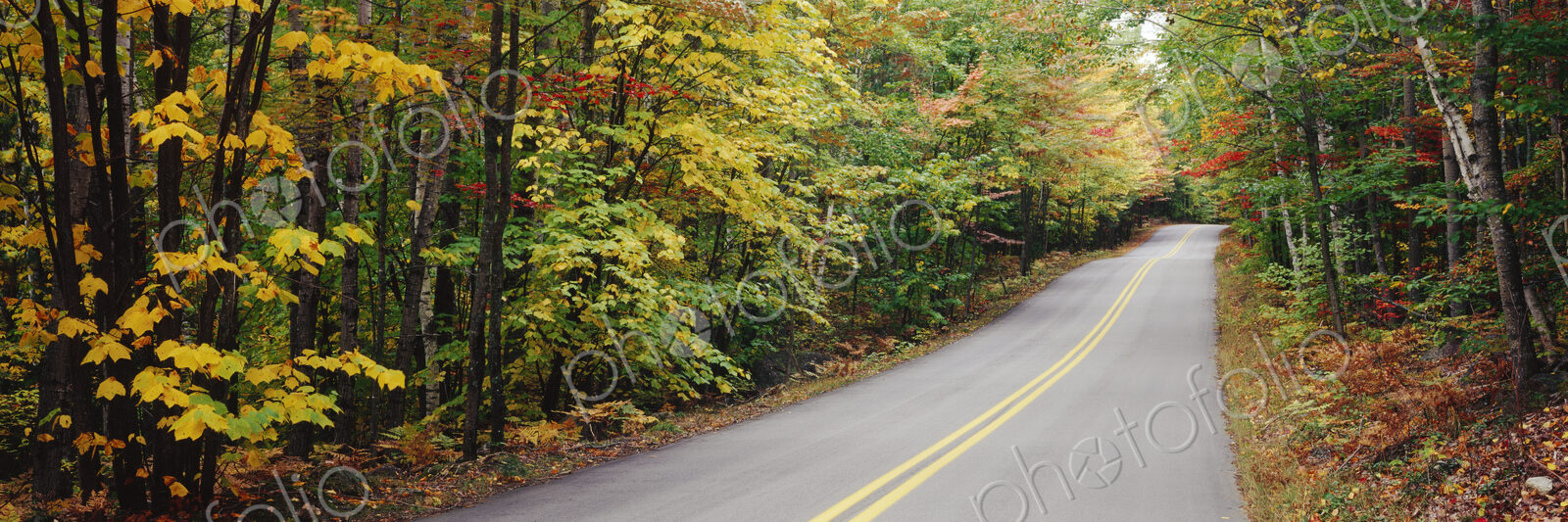 Country Road Through Maine Forest