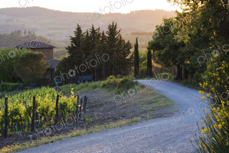 Country Road at Sunset