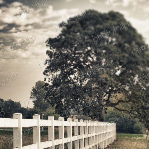 Country fence and oak tree Country fence and oak tree