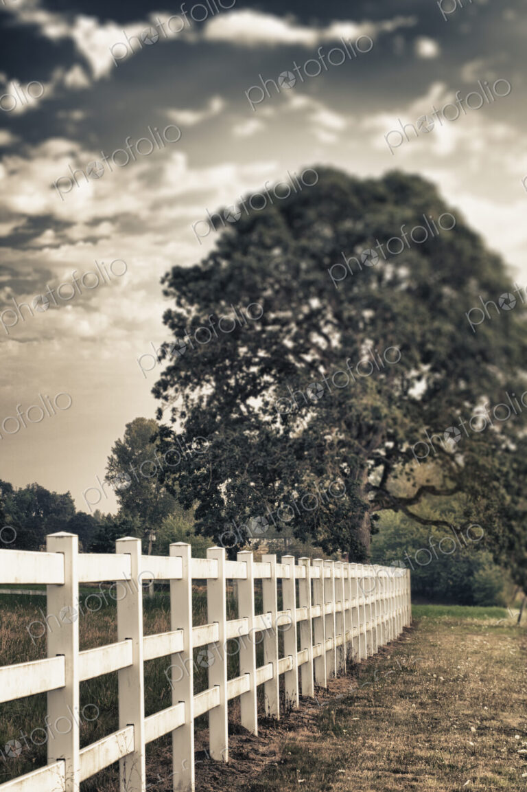 Country fence and oak tree