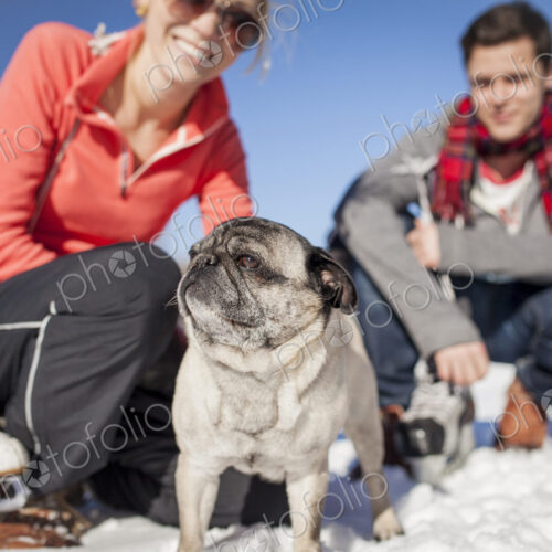 Couple kneeling in the snow with pet pug dog. Couple kneeling in the snow with pet pug dog.