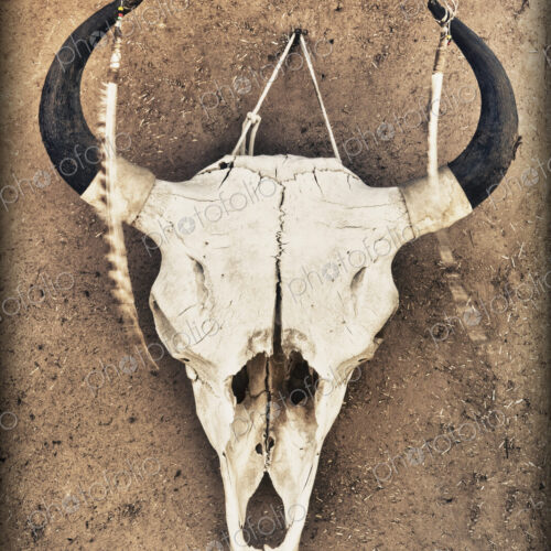 Cow Skull