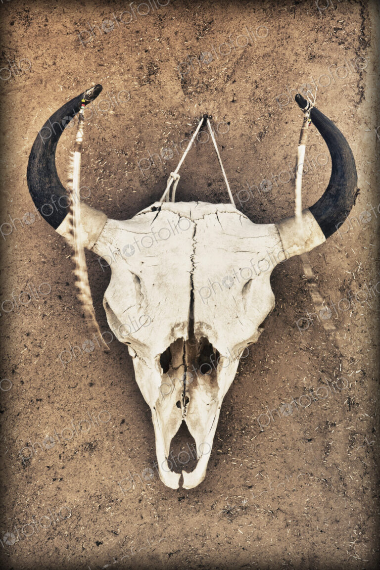 Cow Skull