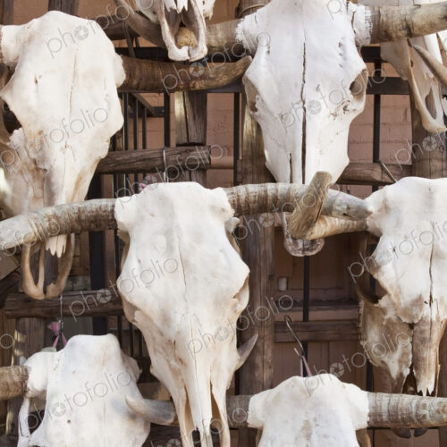 Cow Skulls