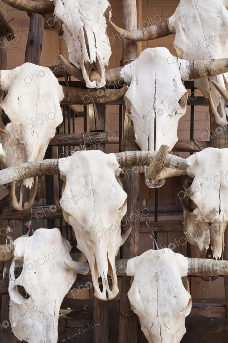 Cow Skulls