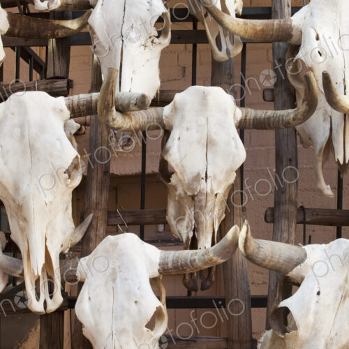 Cow Skulls