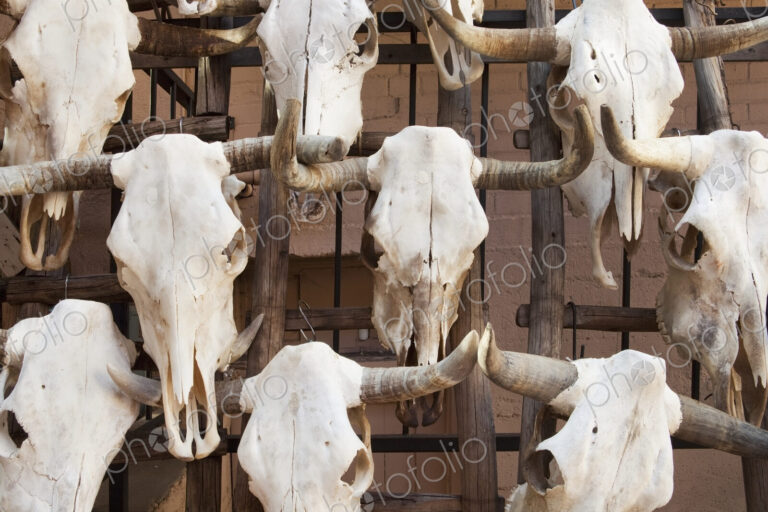 Cow Skulls