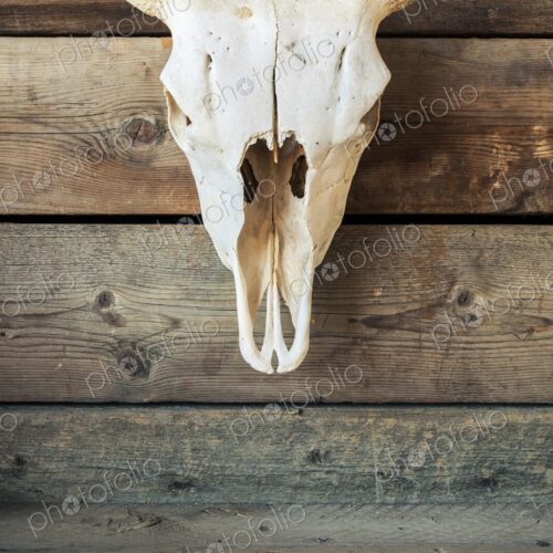 Cow skull with curved horns mounted on aged wooden planks. A western-themed rustic… Cow skull with curved horns mounted on aged wooden planks. A western-themed rustic…