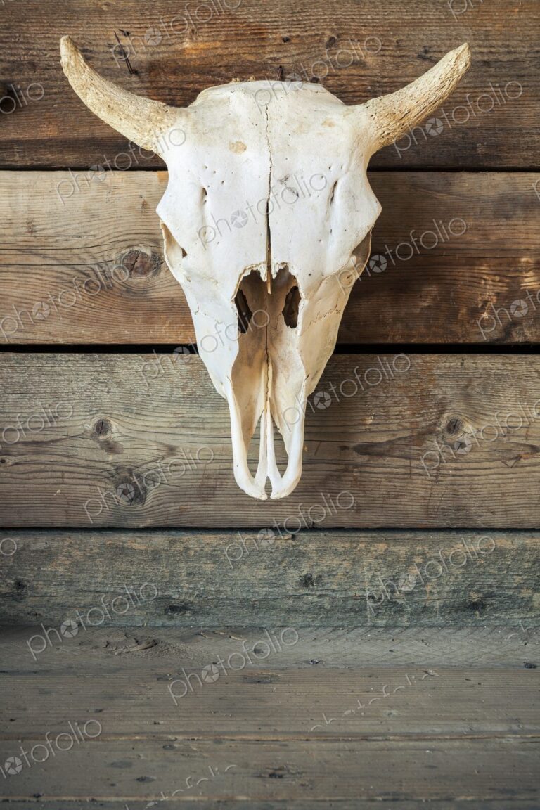 Cow skull with curved horns mounted on aged wooden planks. A western-themed rustic…